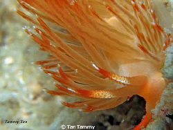 fire, fire !!!!! (canon G10 + 1pcs micro lens) by Tan Tammy 